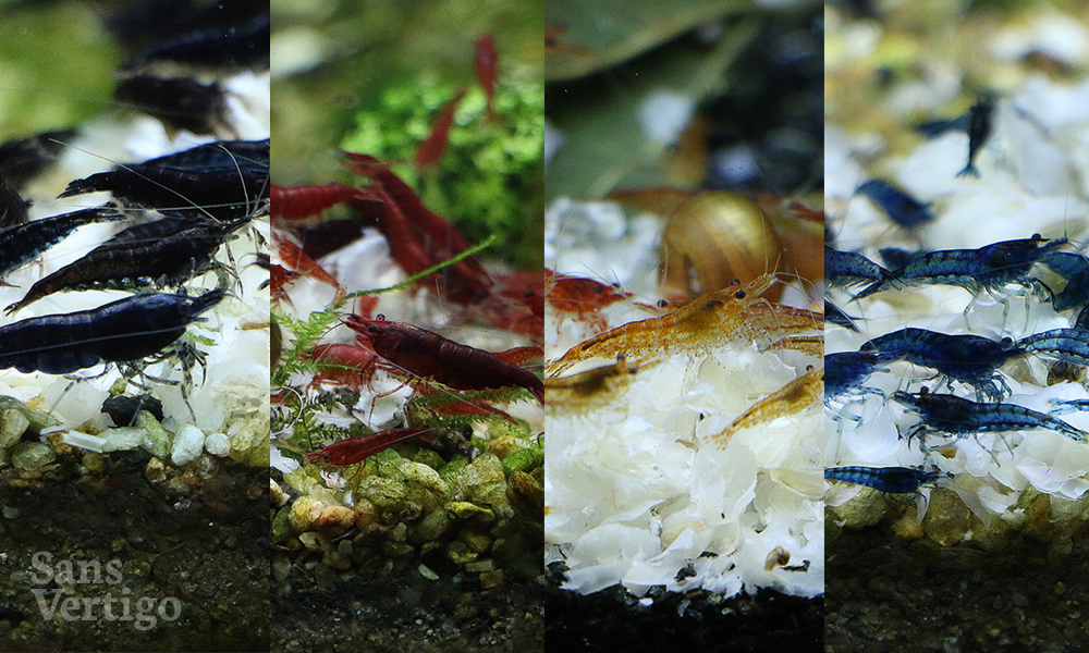 A split image of four different colors of cherry shrimp. From left to right: Black, Red, Orange and Blue. 