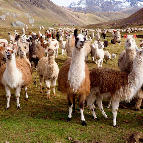 Alpacas and llamas Sierra yarn blog