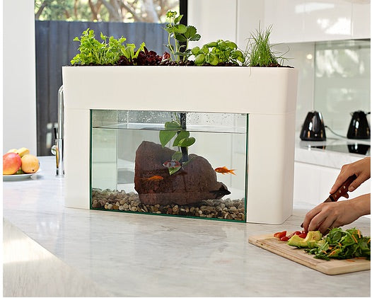Aquasprouts Aquaponic Setup with Fish Tank – OwnGrown