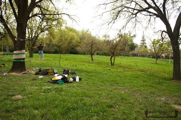 Three slacklines rigged off mother tree