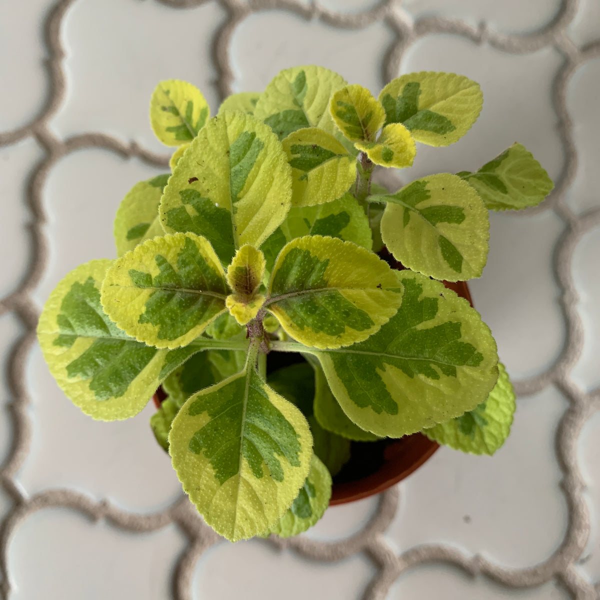 charlie creeping plant plectranthus royal purpuratus houseplant