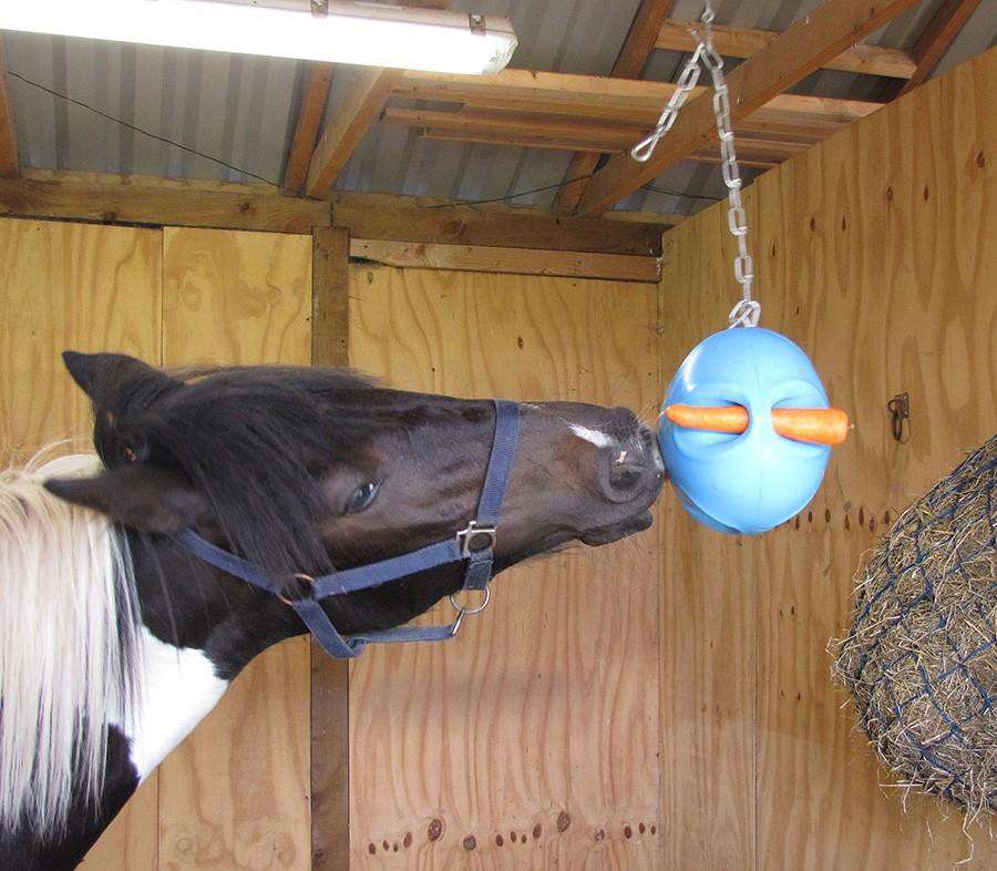 horse carrot ball