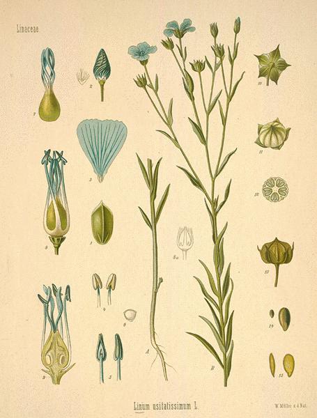 Flax, Linum usitatissimum. The Flax fibers, seeds, and flower.