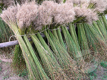 Harvested flax bundles