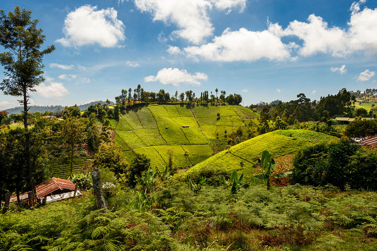 Small tea farm in Kenya,