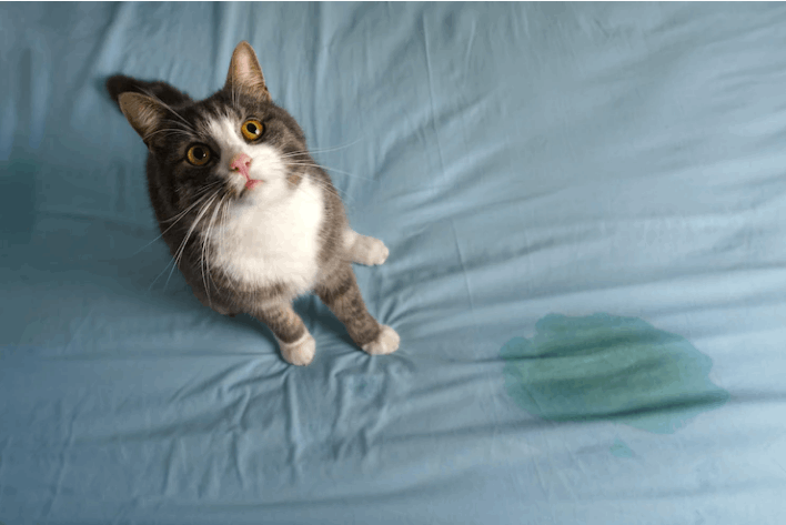 how-to-get-rid-of-cat-pee-smell-the-clean-green-company