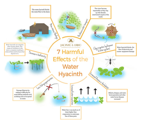 Environmental Hazards of the Water Hyacinth in the Philippines