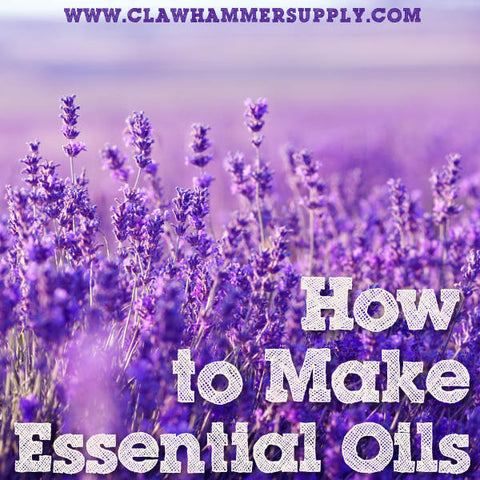 Making Lavender Oil or a Lavender Oil Tincture