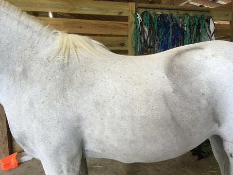 Arabian Mare with normal back after Theratree