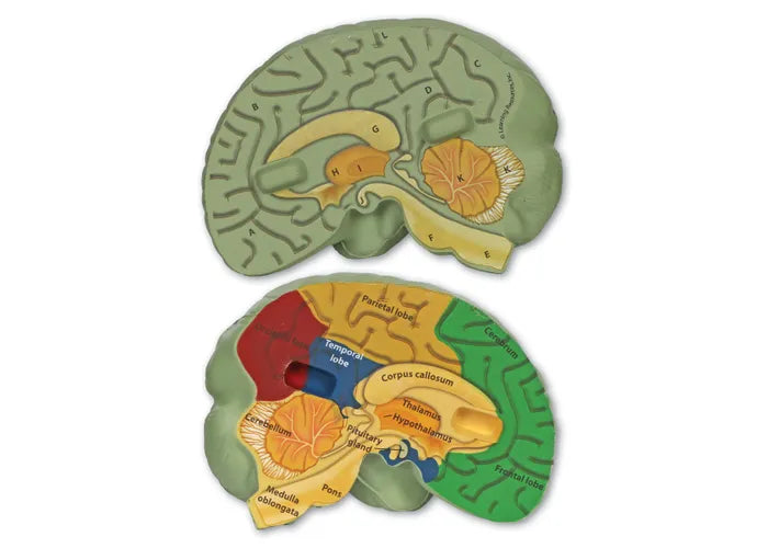 Human Anatomy Cross Section Models