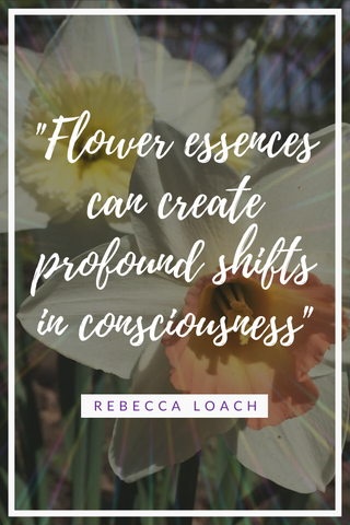 The first time I created a flower essence, I was very skeptical that it would even work. What I experienced was profound and life changing. Read the full story here and learn how flower essences can help you too.