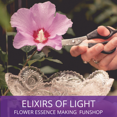 Elixirs of Light - Learn how to make your own flower essences