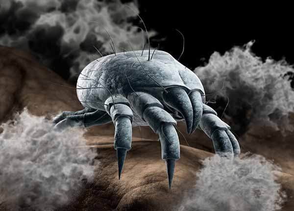 Dust Mite - Know the Enemy