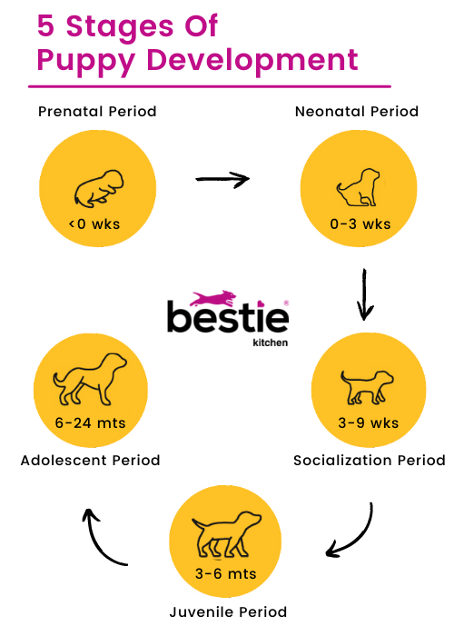 what are critical signs of stress in dogs