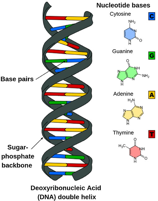 Two strands of DNA pairing together