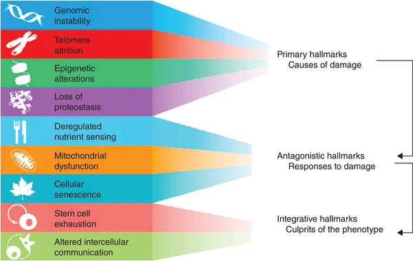 Functional Interconnections between the Hallmarks of Ageing