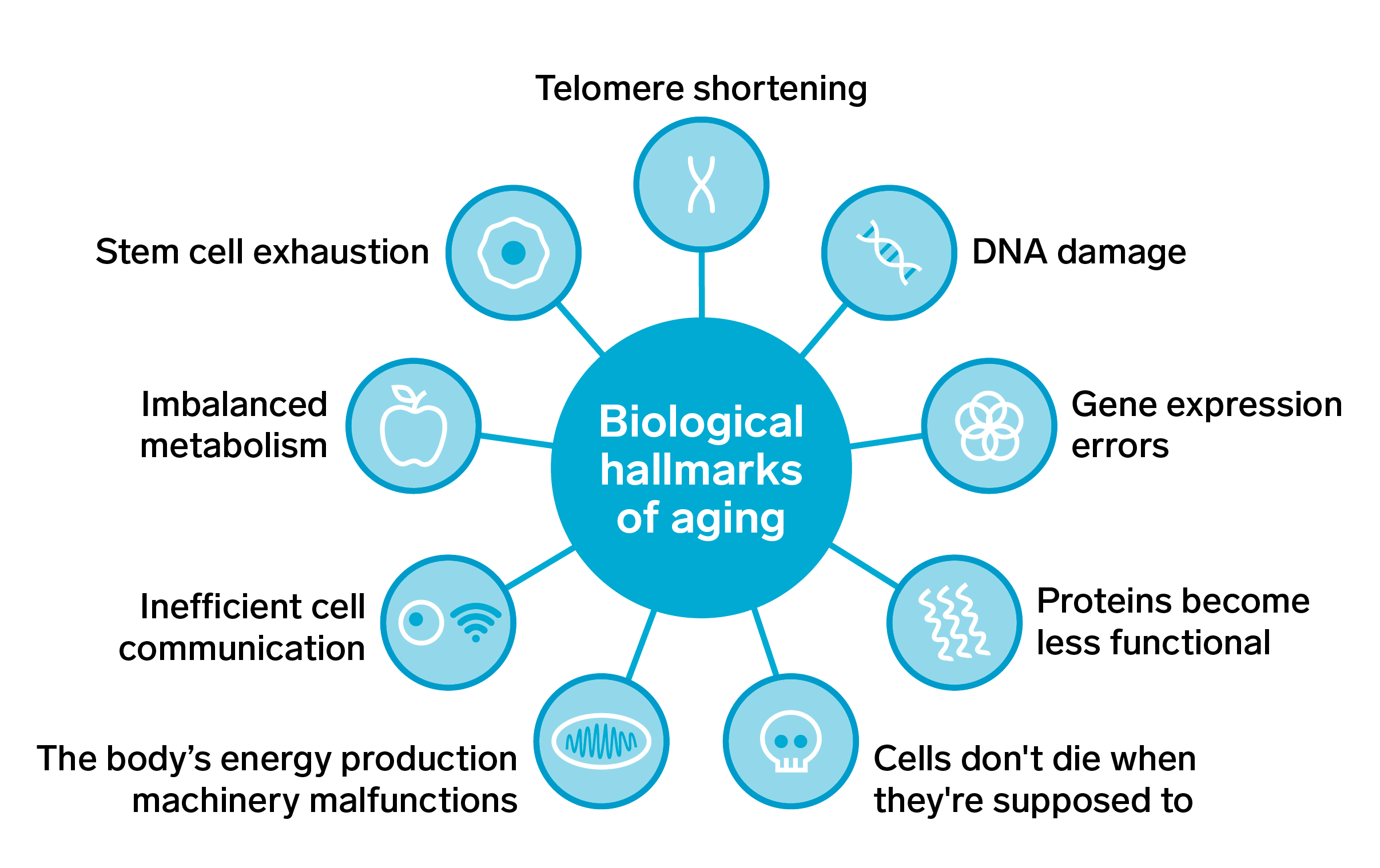 Hallmarks of Ageing