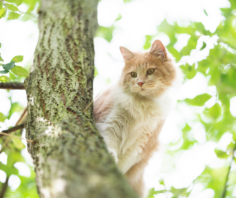 cat tree, cat, cat tree house