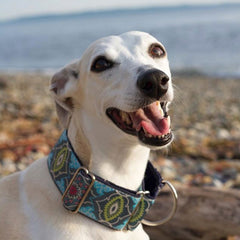 Abby the Whippet smiling at the camera wearing a Classic Hound martingale dog collar