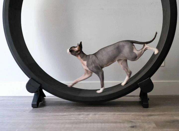 cat treadmill wheel