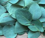 Eucalyptus