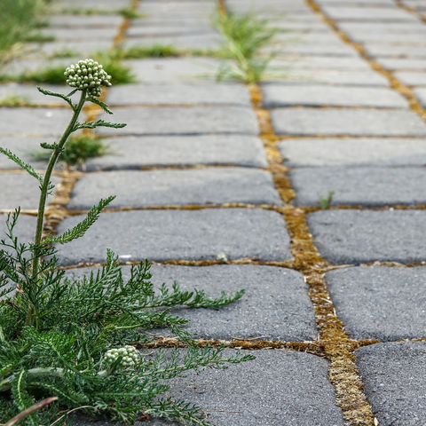 Weeds in Patio Stones