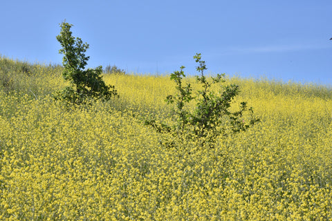 Black Mustard Plant Field