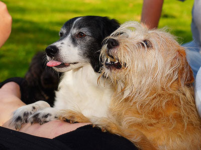 dogs begging new years eve