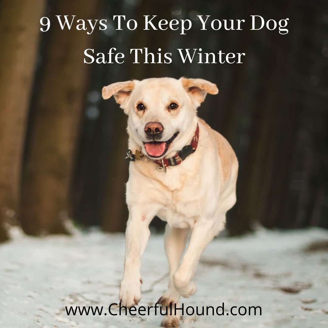 Winter-Cold-Weather-Dog-Safety-Tips-Cheerful-Hound