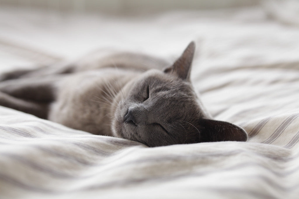 Sleeping cat - jousca.com