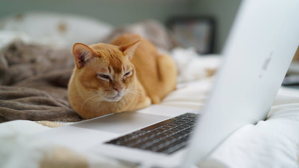 Cat in front of laptop - jousca.com