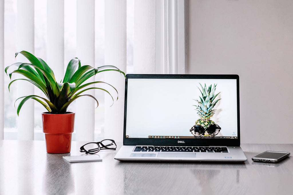 office plants for wellbeing - jousca.com