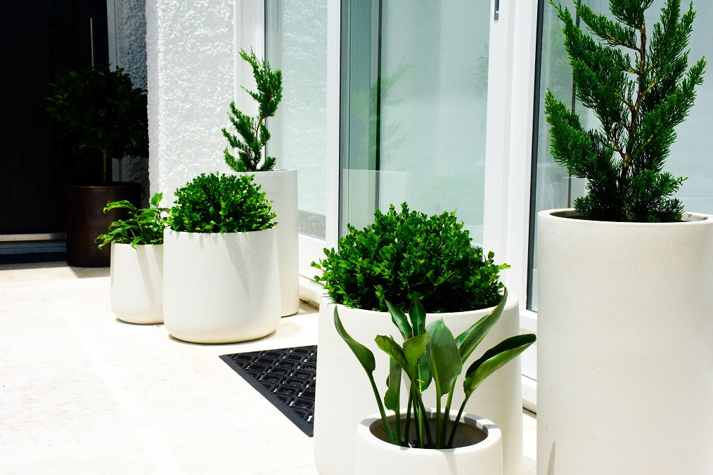Standard Potted Plant Package