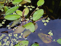 American Pondweed