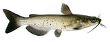 Channel Catfish