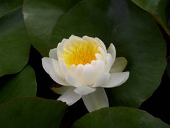 Fragrant Water Lilly