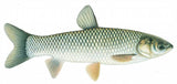 Triploid Grass Carp