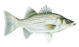 Hybrid Striper