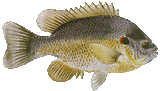 Readear Sunfish