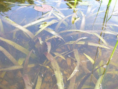 Wild Celery