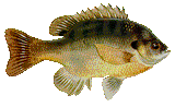 Coppernose Bluegill