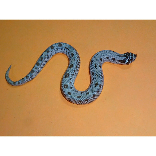 hognose-snakes-for-sale