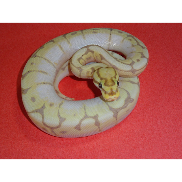 bumble bee ball python