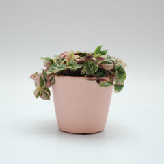 Matt Blush Pink Plant Pot 