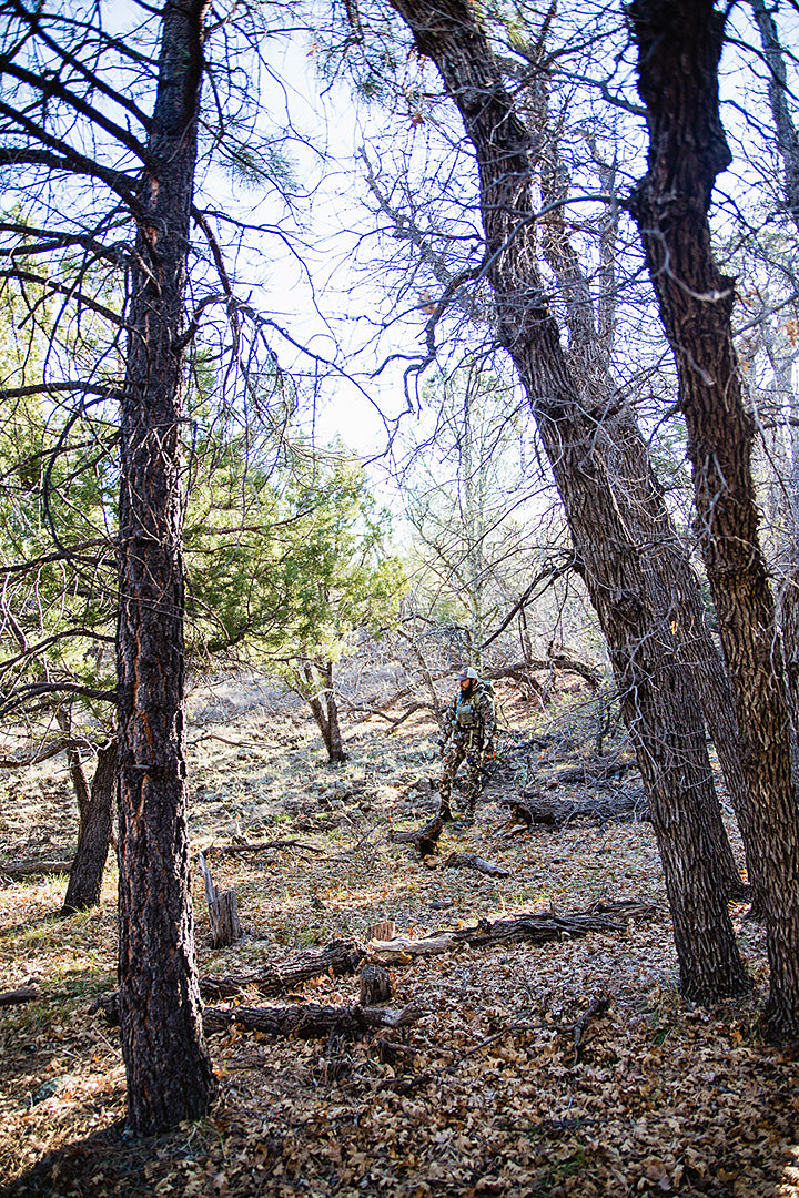 Quiet Forest