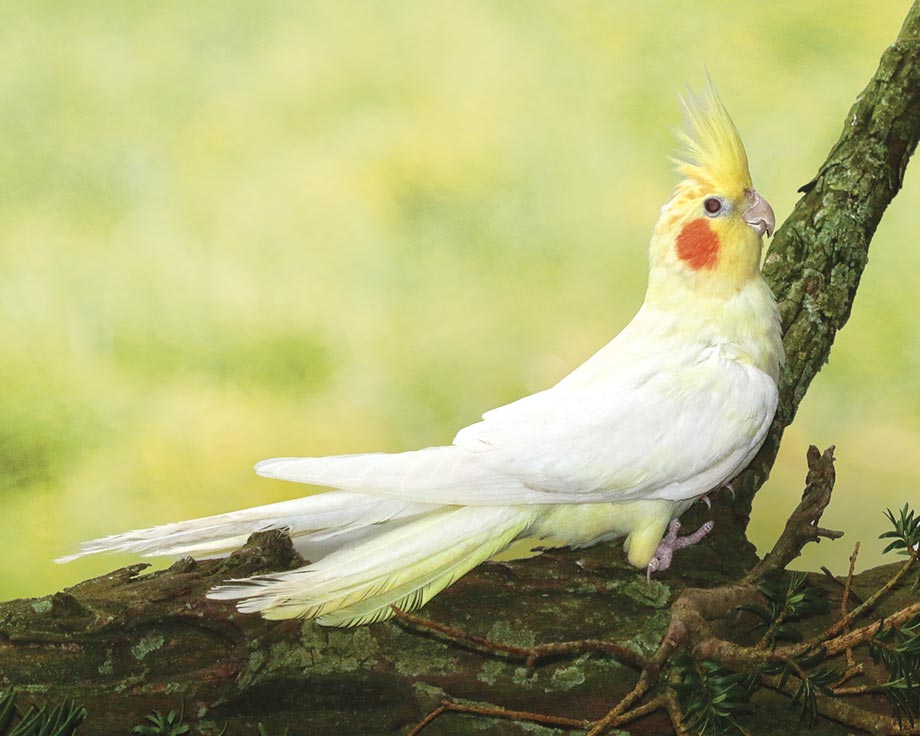 Calopsitte jaune