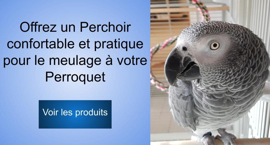 Perchoir perroquet gris du gabon