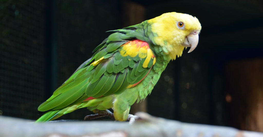 Perroquet Amazone