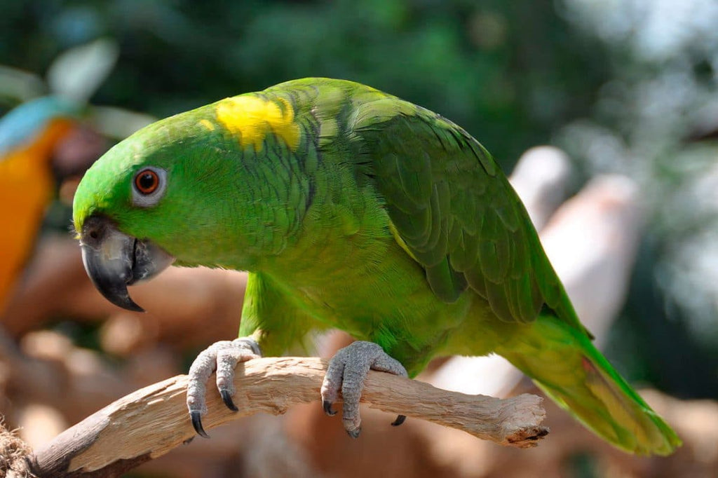 Perroquet amazone à nuque jaune