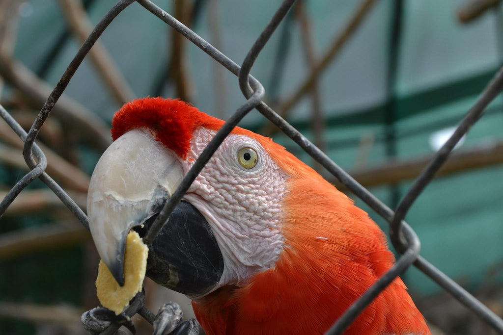 Perroquet qui mange